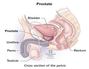 Enlarged prostate causes